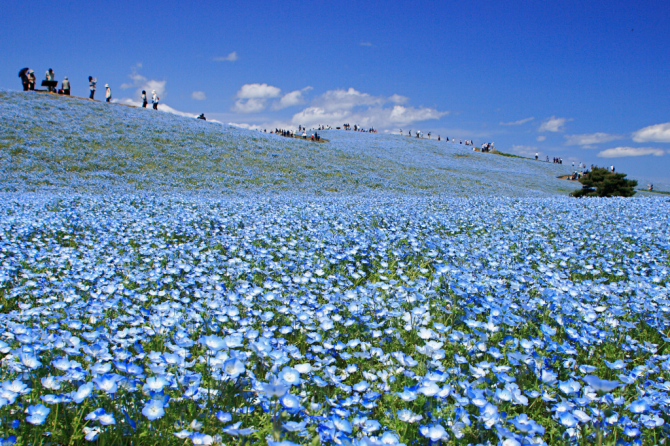 ひたち海浜公園ネモフィラ